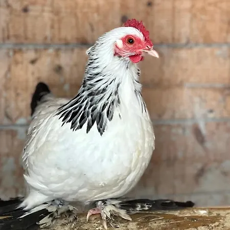 Tiny Wandelraum Ggmbh Frasdorf