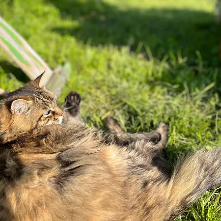 Tiny Wandelraum Ggmbh Semesterbostad