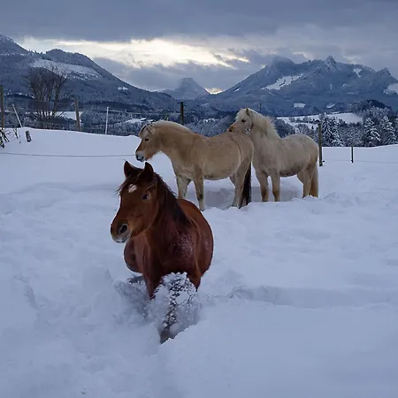 Tiny Wandelraum Ggmbh *