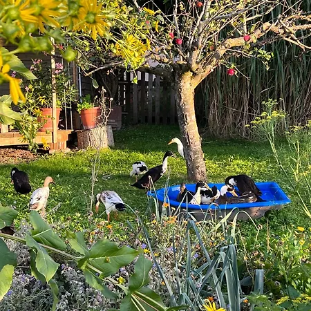 Tiny Wandelraum Ggmbh Tatil Evi *